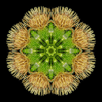 Kaleidoscopic picture created with a wild thistle seen in the forest