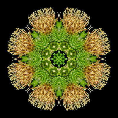 Kaleidoscopic picture created with a wild thistle seen in the forest