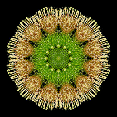 Kaleidoscopic picture created with a wild thistle seen in the forest