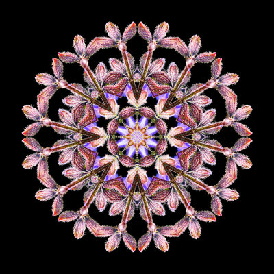 Kaleidoscopic picture created with a wild salvia flower seen in the forest