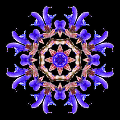 Kaleidoscopic picture created with a wild salvia flower seen in the forest