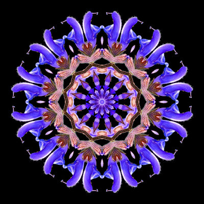 Kaleidoscopic picture created with a wild salvia flower seen in the forest