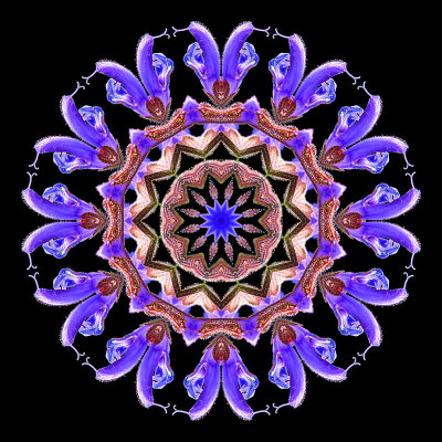 Kaleidoscopic picture created with a wild salvia flower seen in the forest