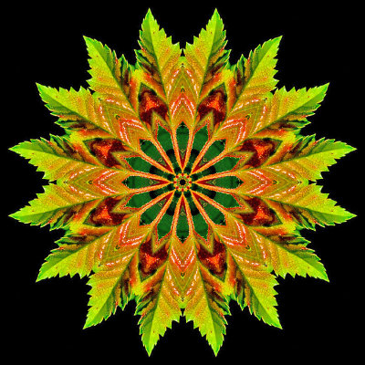 Kaleidoscopic picure created with a leaf of a tree seen in the forest in May