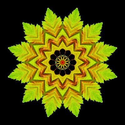 Kaleidoscopic picure created with a leaf of a tree seen in the forest in May