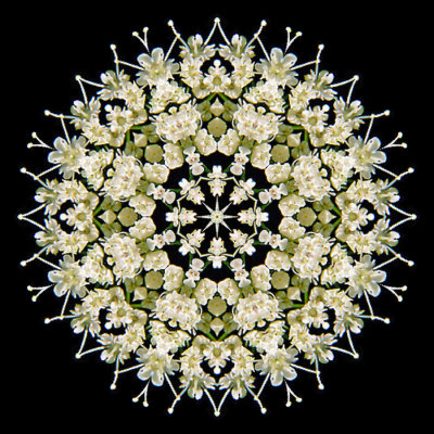 Kaleidoscopic picture created with a small wildflower seen in the forest