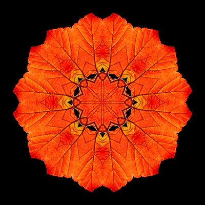 Kaleidoscopic picture created with a leaf of a blackberry plant seen in the forest 