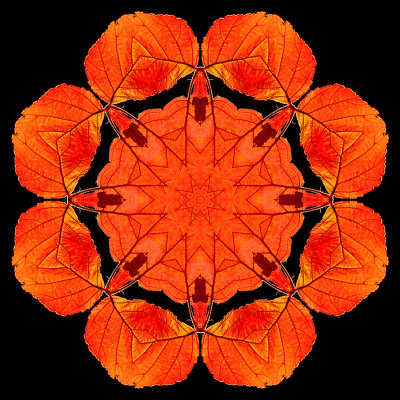 Kaleidoscopic picture created with a leaf of a blackberry plant seen in the forest