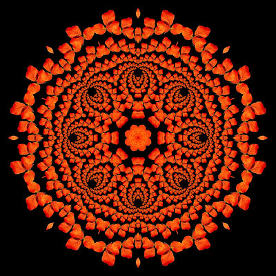 Evolved kaleidoscope created with a leaf of a blackberry plant seen in the forest
