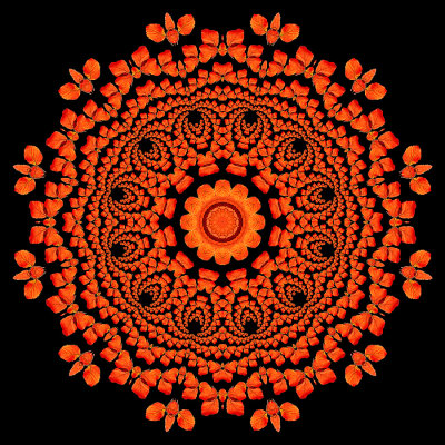 Evolved kaleidoscope created with a leaf of a blackberry plant seen in the forest