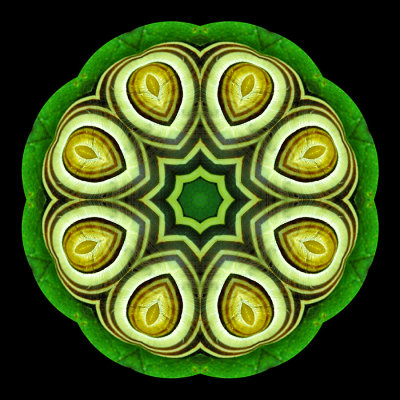Kaleidoscopic picture created with a small snail on a green leaf