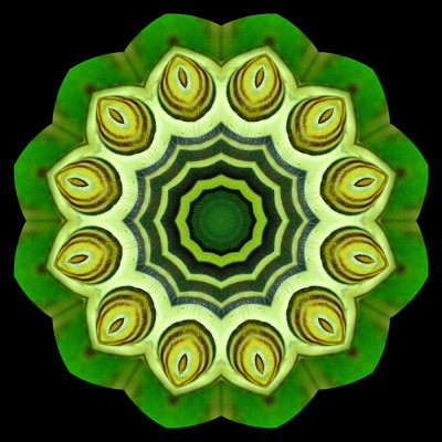 Kaleidoscopic picture created with a small snail on a green leaf