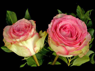 Two roses - used to create some kaleidoscopic pictures