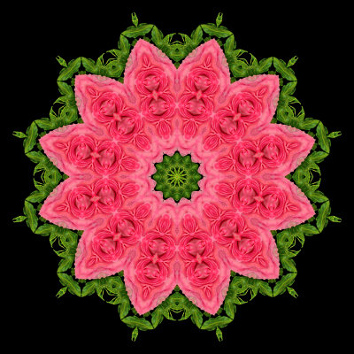 Evolved kaleidoscope created with two roses.  