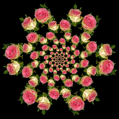 Spiral arrangement created with two roses. 6 times 13 copies of the same two roses = 78 copies =156 roses