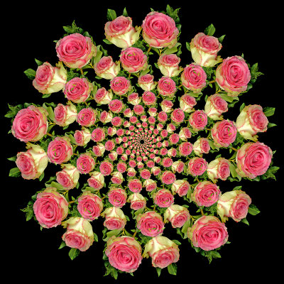 Spiral arrangement created with two roses. 8 times 13 copies of the same two roses = 104 copies =208 roses