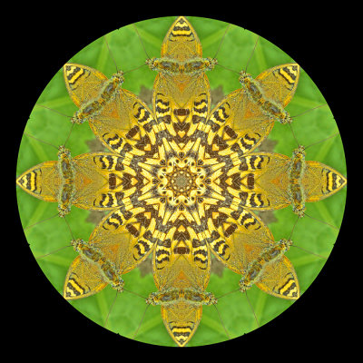 Kaleidoscopic picture created with a butterfly seen in the forest
