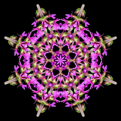 Kaleidoscopic picture created with a wildflower seen in the forest