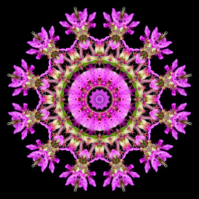 Kaleidoscopic picture created with a wildflower seen in the forest