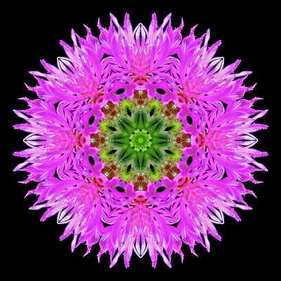 Kaleidoscopic picture created with a wildflower seen in the forest