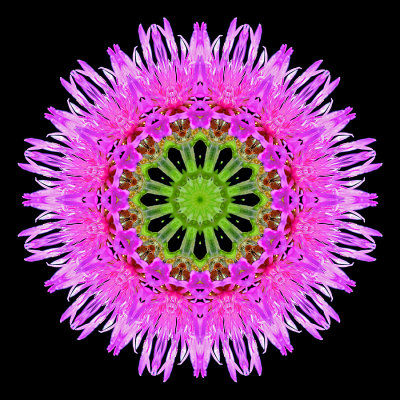 Kaleidoscopic picture created with a wildflower seen in the forest