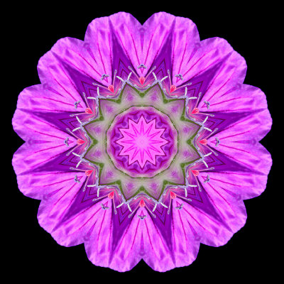 Kaleidoscopic picture created with a wildflower seen in the forest