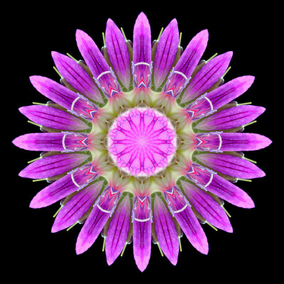 Kaleidoscopic picture created with a wildflower seen in the forest