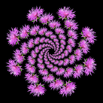 Spiral arrangement created with a wildflower seen in the forest