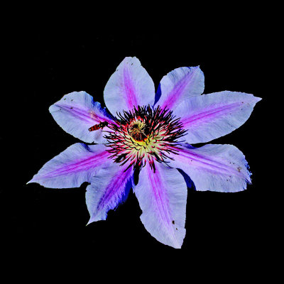 Clematis flower used to create kaleidoscopes and spiral arrangements