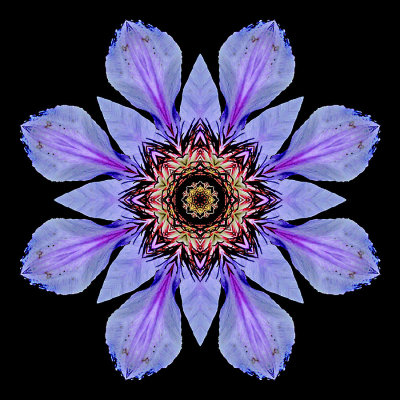 Kaleidoscopic picture created with a clematis flower