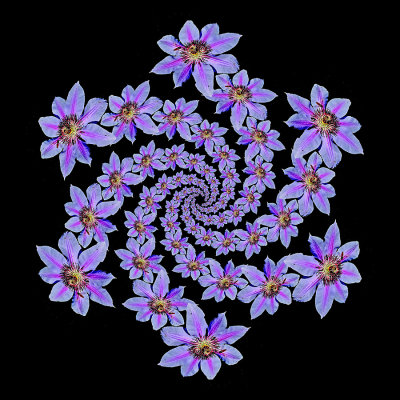 Spriral arrangement created with a clematis flower