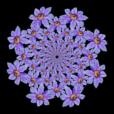 Spriral arrangement created with a clematis flower