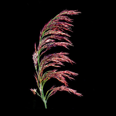 Bloom of a reed plant in the swampland