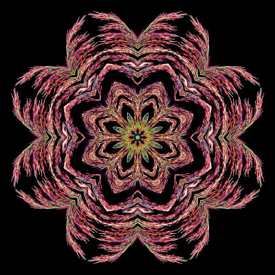 Kaleidoscope created with the bloom of a reed plant