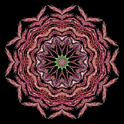 Kaleidoscope created with the bloom of a reed plant