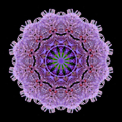 Kaleidoscopic picture created with a wildflower seen in August