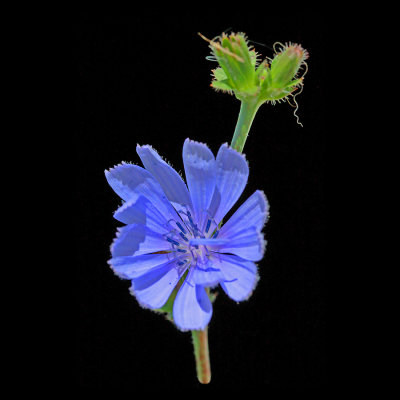 A wildflower seen in August - this was used to create some kaleidoscopic pictures