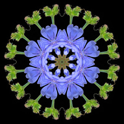Kaleidoscopic picture created with a wildflower seen in August