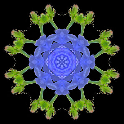 Kaleidoscopic picture created with a wildflower seen in August