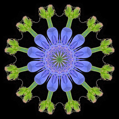 Kaleidoscopic picture created with a wildflower seen in August