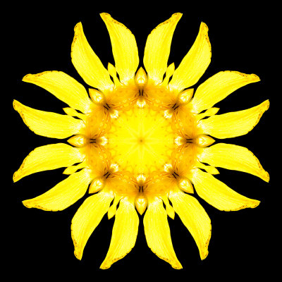 Kaleidoscope created with a wildflower seen in August