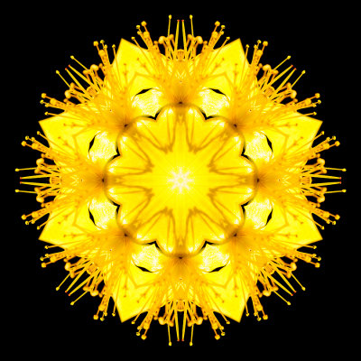 Kaleidoscope created with a wildflower seen in August