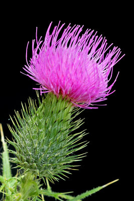Thistle flower seen in the forest in August - used to create kaleidoscopic pictures