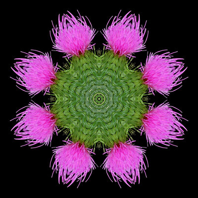 Kaleidoscope created with a thistle seen in the forest in August