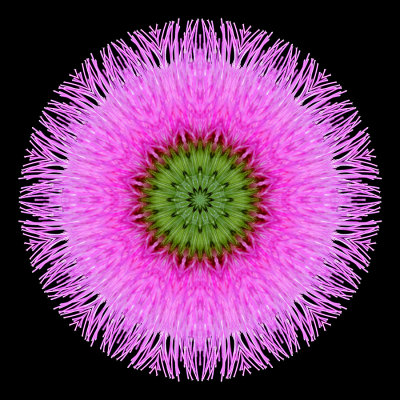 Kaleidoscope created with a thistle seen in the forest in August