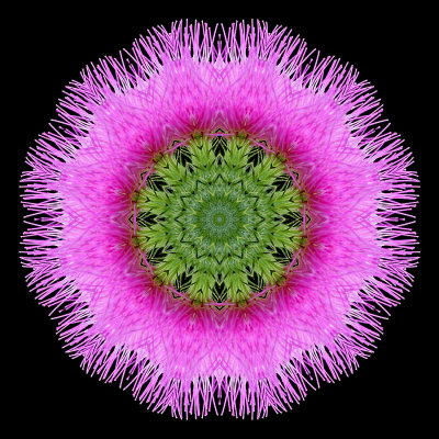 Kaleidoscope created with a thistle seen in the forest in August