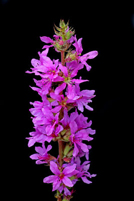 A wildflower seen in the forest in August - used to create kaleidoscopic pictures