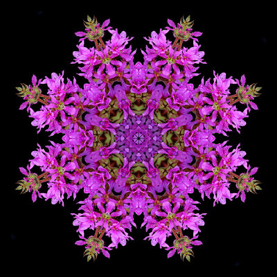 Kaleidoscope created with a wildflower seen in the forest in August