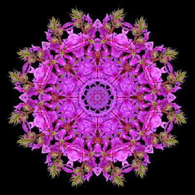 Kaleidoscope created with a wildflower seen in the forest in August