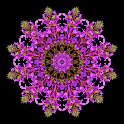 Kaleidoscope created with a wildflower seen in the forest in August